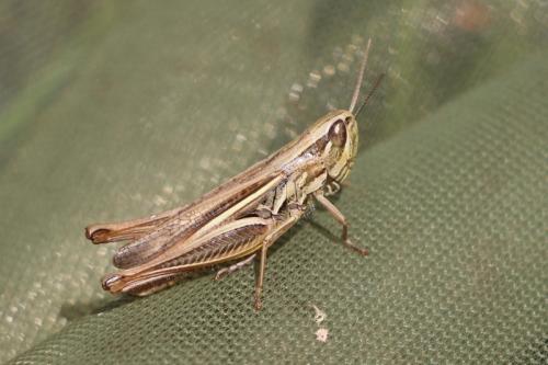 Euchorthippus declivus